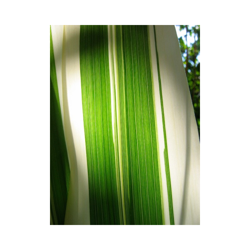 ARUNDO donax var. versicolor