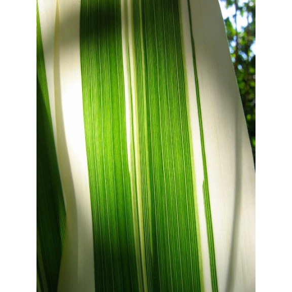 ARUNDO donax var. versicolor