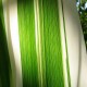 ARUNDO donax var. versicolor