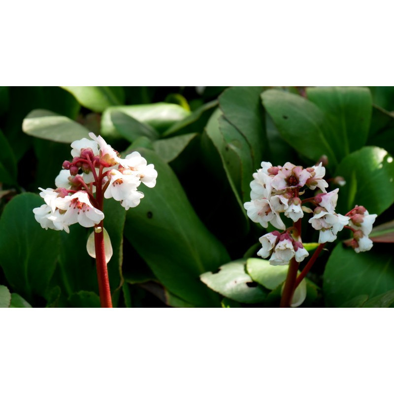BERGENIA 'Silberlicht'