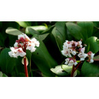 BERGENIA 'Silberlicht'