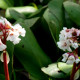 BERGENIA 'Silberlicht'