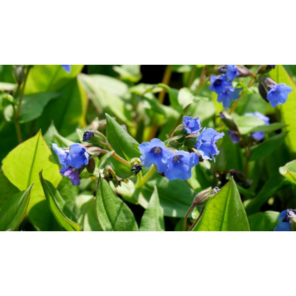 PULMONARIA 'Blue Ensign'