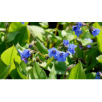 PULMONARIA 'Blue Ensign' PULMONARIA 'Blue Ensign'