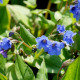 PULMONARIA 'Blue Ensign'