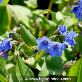 PULMONARIA &#039;Blue Ensign&#039;