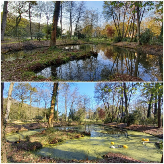 Prestation Aspilentilles (AVANT / APR&Egrave;S) pour un &eacute;tang de 500 m&sup2;