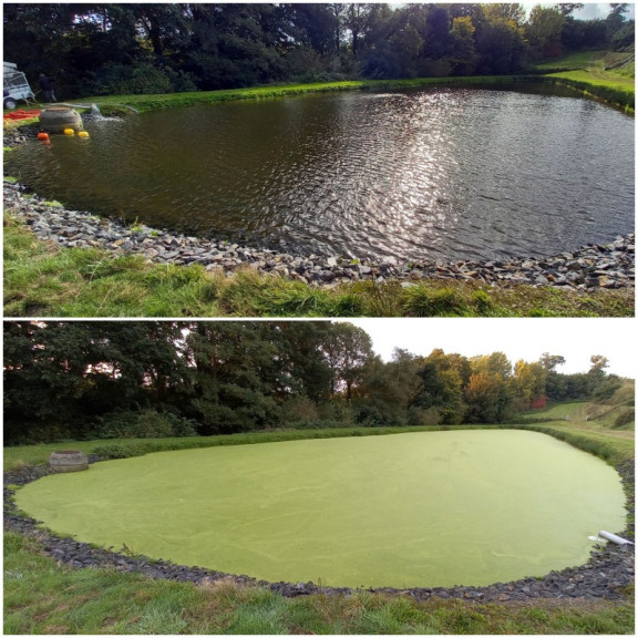 Prestation Aspilentilles (AVANT / APR&Egrave;S) pour un bassin de finition de 1550 m&sup2;