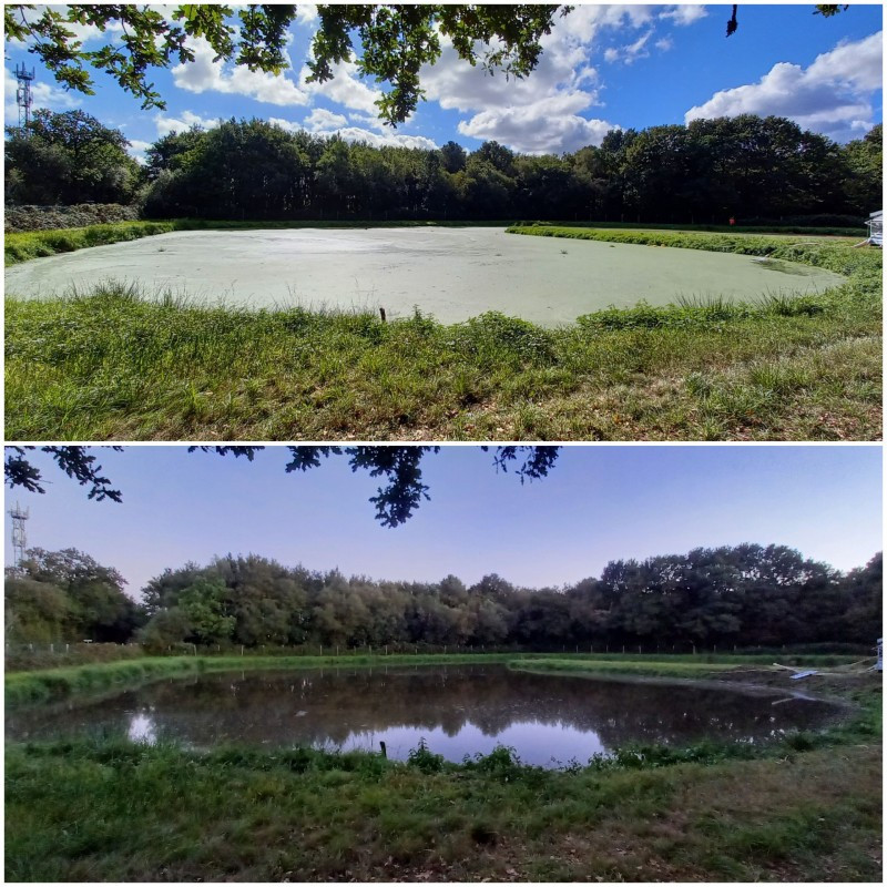 Prestation Aspilentilles (AVANT / APR&Egrave;S) pour une lagune de 5250 m&sup2;