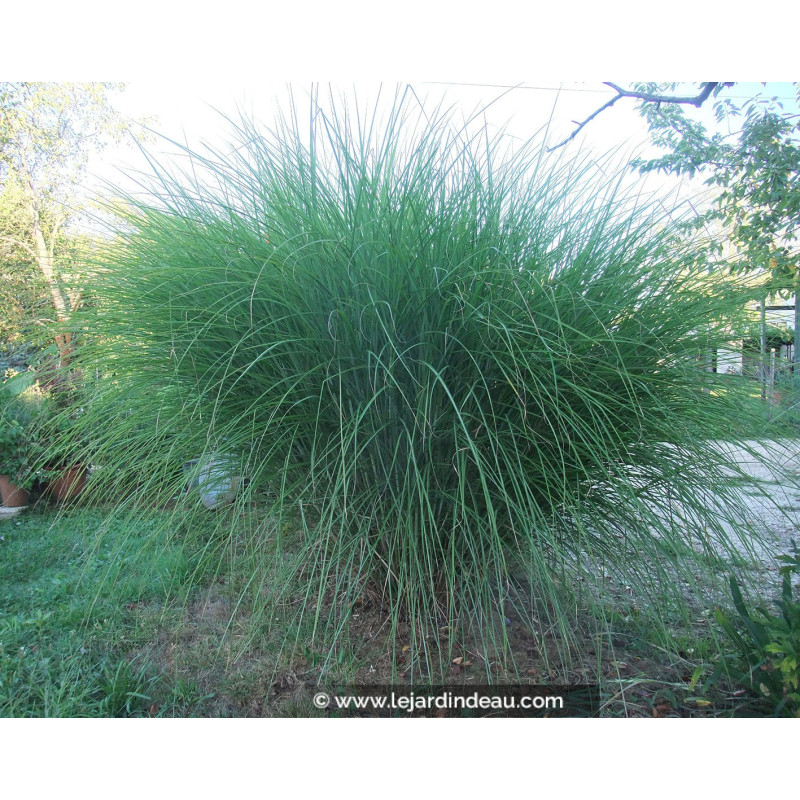 MISCANTHUS sinensis 'Gracillimus'