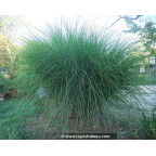 MISCANTHUS sinensis 'Gracillimus'