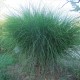 MISCANTHUS sinensis 'Gracillimus'