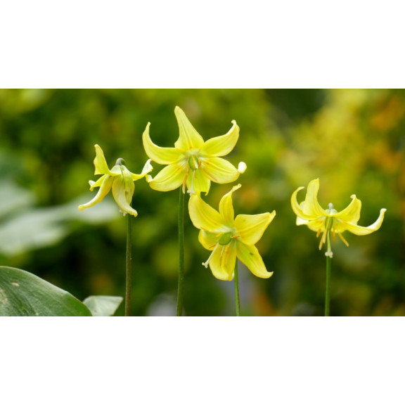 ERYTHRONIUM 'Pagoda'