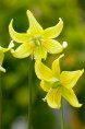 ERYTHRONIUM 'Pagoda'