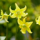 ERYTHRONIUM 'Pagoda'