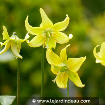 ERYTHRONIUM &#039;Pagoda&#039;