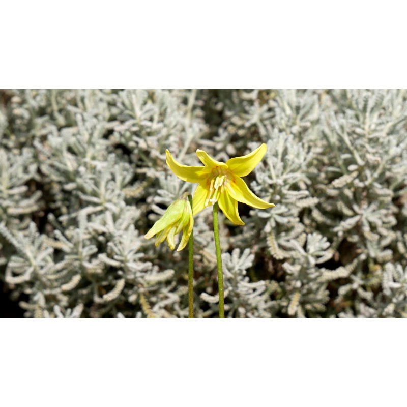 ERYTHRONIUM 'Pagoda'