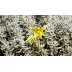 ERYTHRONIUM 'Pagoda'