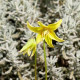 ERYTHRONIUM 'Pagoda'