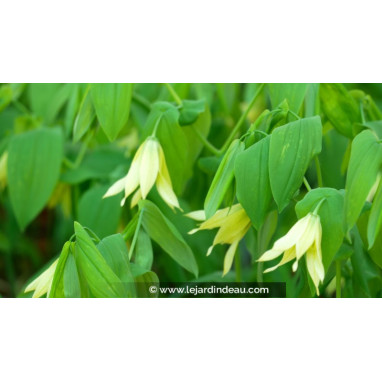 UVULARIA grandiflora