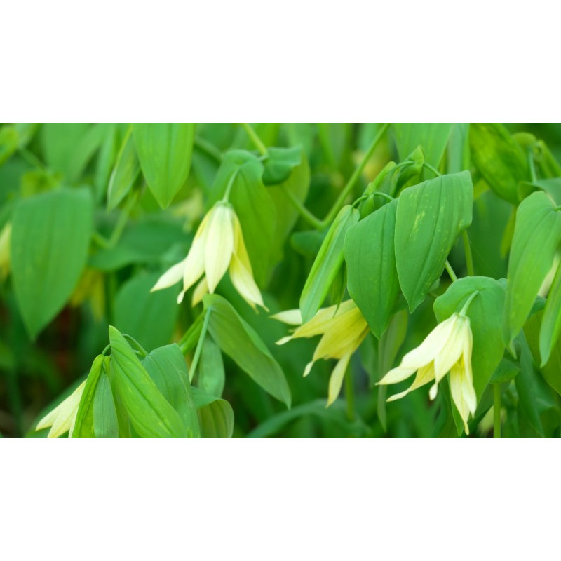UVULARIA grandiflora