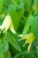 UVULARIA grandiflora