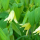 UVULARIA grandiflora