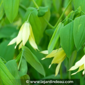 UVULARIA grandiflora