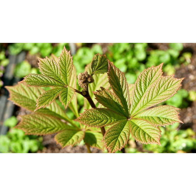RODGERSIA pinnata 'Elegans'