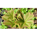 RODGERSIA pinnata 'Elegans'
