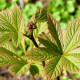 RODGERSIA pinnata 'Elegans'