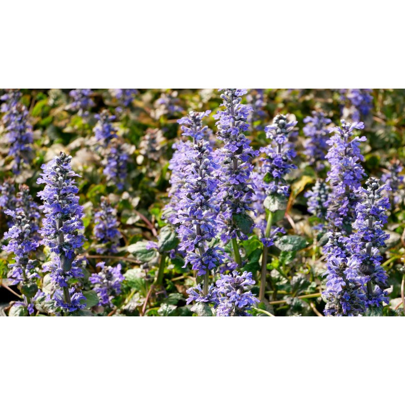 AJUGA reptans 'Catlin's Giant' AJUGA reptans 'Catlin's Giant'