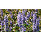 AJUGA reptans 'Catlin's Giant' AJUGA reptans 'Catlin's Giant'