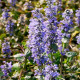 AJUGA reptans 'Catlin's Giant'