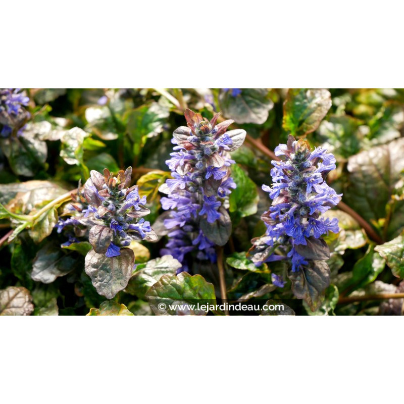 AJUGA reptans 'Multicolor' AJUGA reptans 'Multicolor'