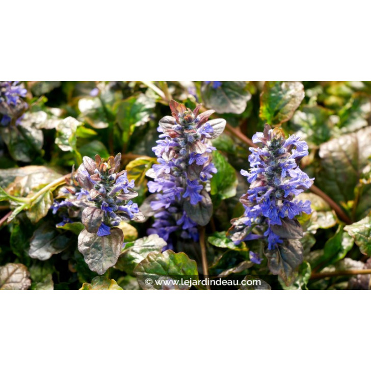AJUGA reptans 'Multicolor'