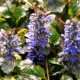 AJUGA reptans 'Multicolor'