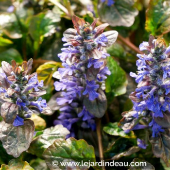 AJUGA reptans &#039;Multicolor&#039;