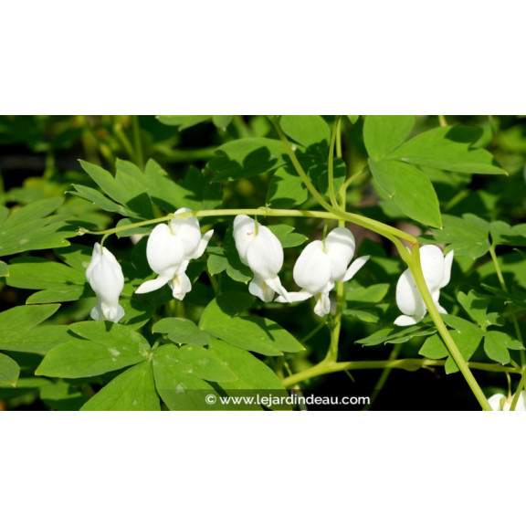 DICENTRA spectabilis 'Alba'