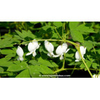 DICENTRA spectabilis 'Alba' DICENTRA spectabilis 'Alba'