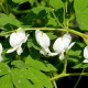 DICENTRA spectabilis 'Alba'