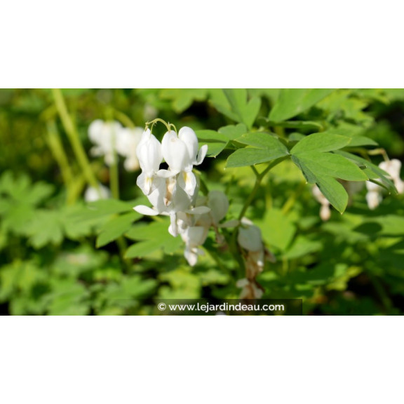 DICENTRA spectabilis 'Alba'