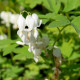 DICENTRA spectabilis 'Alba'