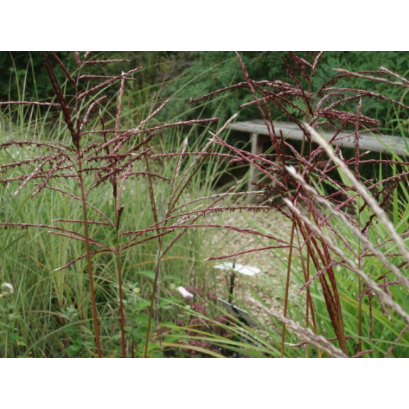 MISCANTHUS sinensis 'Ferner Osten'