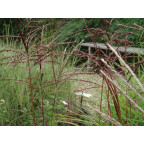MISCANTHUS sinensis 'Ferner Osten'