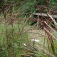 MISCANTHUS sinensis 'Ferner Osten'