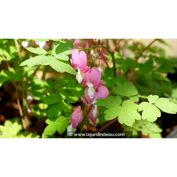 DICENTRA spectabilis