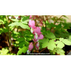DICENTRA spectabilis DICENTRA spectabilis