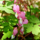 DICENTRA spectabilis