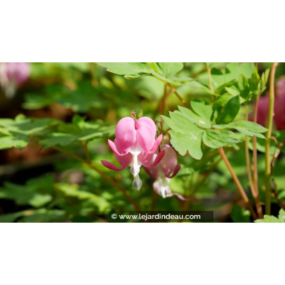 DICENTRA spectabilis